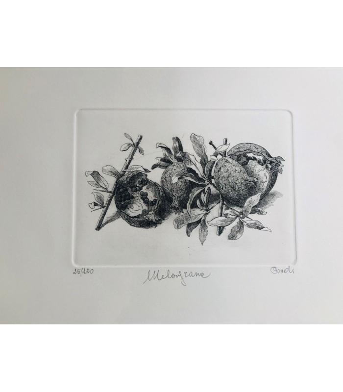 Original Botanical Etching - Pomegranites