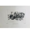 Original Botanical Etching - Pomegranites