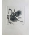 Original Botanical Etching - Artichockes