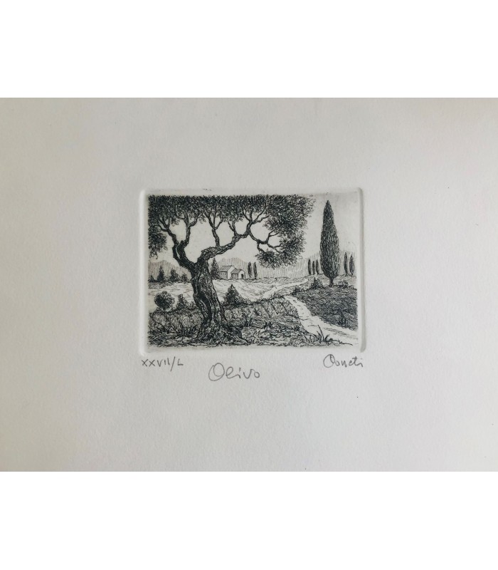 Original Tuscany Etching - Olive Tree