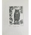 Original Italian Etching - Eagle Owl