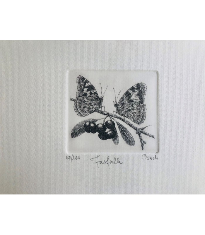 Original Botanical Etching - Butterfly