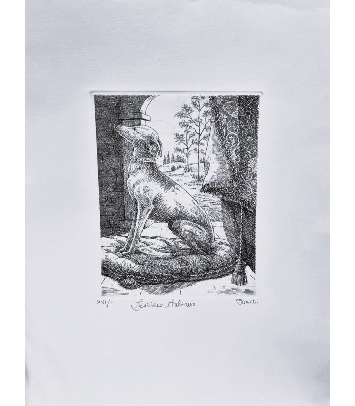 Original Italian Etching - Italian Greyhound