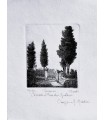 Original Tuscany Etching - Cypress Pines